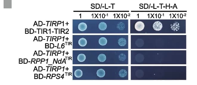 Open access visualization of Gel, Yeast Cells, TIR Domains, Synthetic Media