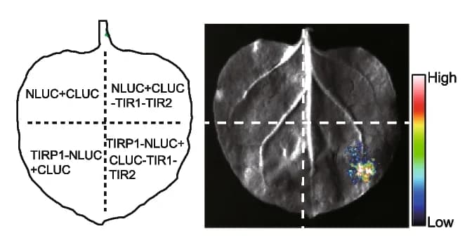 Open access visualization of Photo, Luciferase Complementation, Protein Interaction, TIRP1, TIR1-TIR2_R