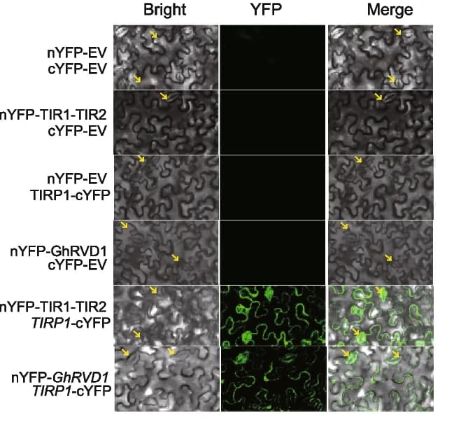 Open access visualization of Microscopy, Fluorescence Complementation, Protein Interaction, Nicotiana Benthamiana Leaves, TIR1-TIR2