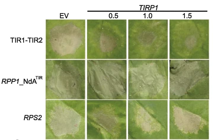 Open access visualization of Photo, HR Phenotypes, Cell Death, TIRP1, TNL TIR