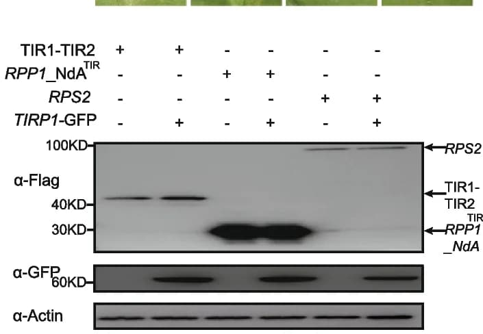 Open access visualization of Gel, HR Phenotypes, Cell Death, TIRP1, TNL TIR