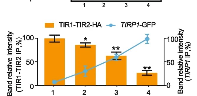 Open access visualization of Bar Plot, Error Bars, Line Plot, Coimmunoprecipitation, Competitive Binding