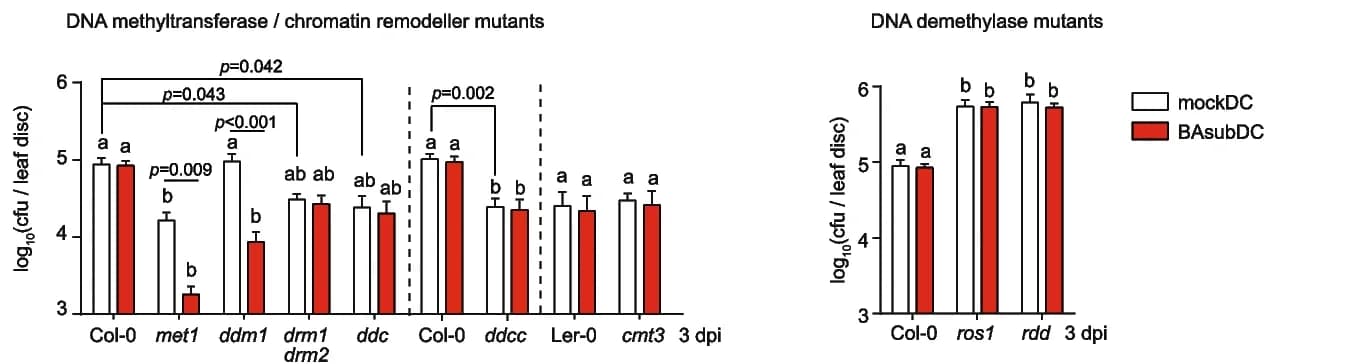 Open access visualization of Bar Plot, Error Bars, Clustered, Bacterial Growth, Pseudomonas syringae pv. tomato DC3000