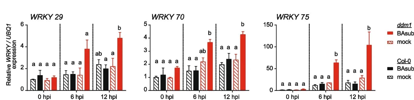 Open access visualization of Bar Plot, Error Bars, Clustered, WRKY Genes, Col-0 Plants