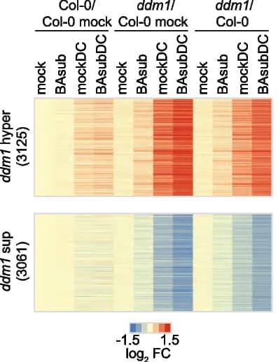 Open access visualization of Heatmap, Gene Expression, Col-0 Plants, ddm1 Plants, Heatmaps