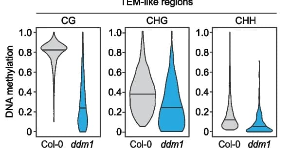 Open access visualization of Violin Plot, DNA Methylation, TEM-like Regions, Col-0 Plants, ddm1 Plants