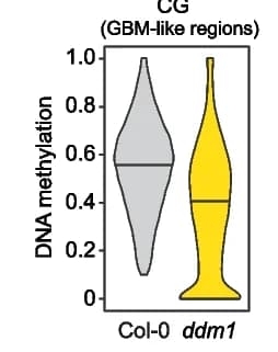 Open access visualization of Violin Plot, CG Methylation, GBM-like Regions, Col-0 Plants, ddm1 Plants