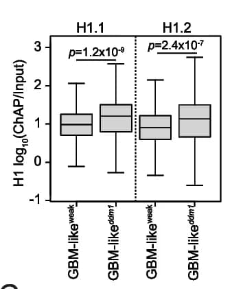 Open access visualization of Box Plot, Histone H1.1, Histone H1.2, GBM-like Regions, ddm1 Plants