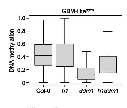 Open access visualization of Box Plot, Gene Body, CG DNA Methylation, GBM-like Regions, Col-0 Plants