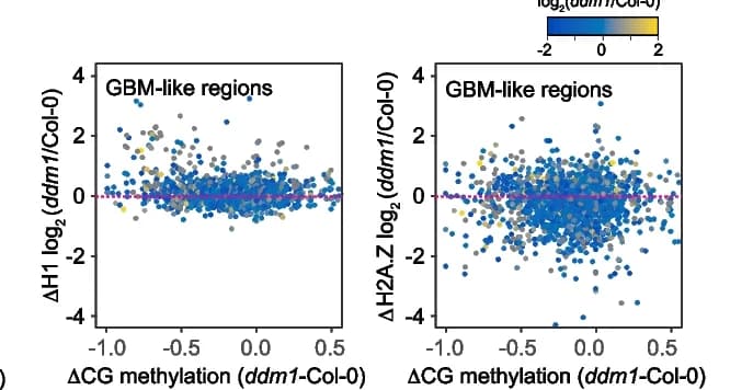 Open access visualization of Scatter Plot, Regression Plot, CG Methylation, GBM-like Regions, Histone H1