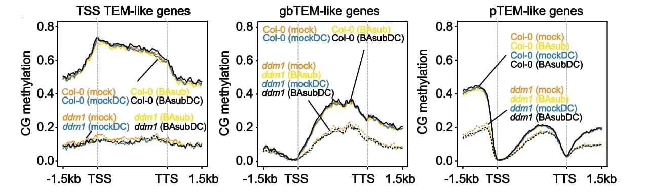 Open access visualization of Line Plot, DNA Methylation, Genes, Promoters