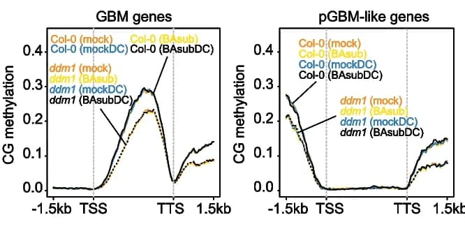 Open access visualization of Line Plot, DNA Methylation, Gene Bodies, Promoters, Genes