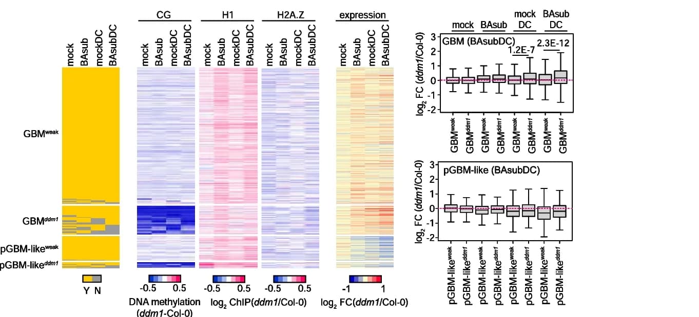 Open access visualization of Heatmap, Box Plot, CG Methylation, Histone H1, Histone H2A.Z