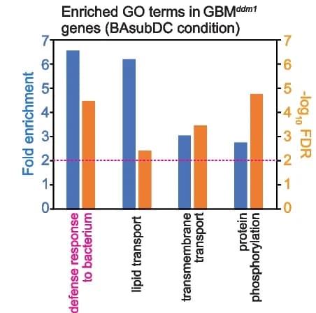 Open access visualization of Bar Plot, Clustered, GO Terms, Genes