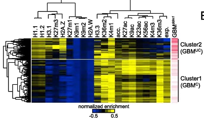 Open access visualization of Heatmap, Clustered, Histone Variant Levels, Modified Histone H3 Levels, Gene Expression