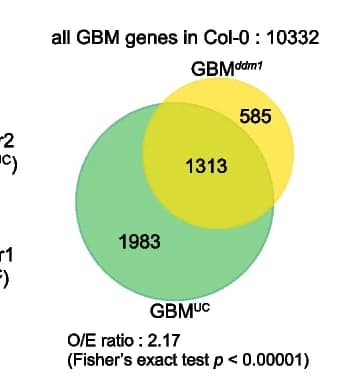Open access visualization of Venn Diagram, Demethylated GBM, Unconventional GBM Cluster Genes, Fisher’s Exact Test