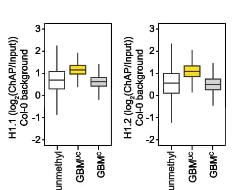 Open access visualization of Box Plot, H1 Levels, Unmethylated Genes, Unconventional GBM Cluster Genes, Conventional GBM Cluster Genes