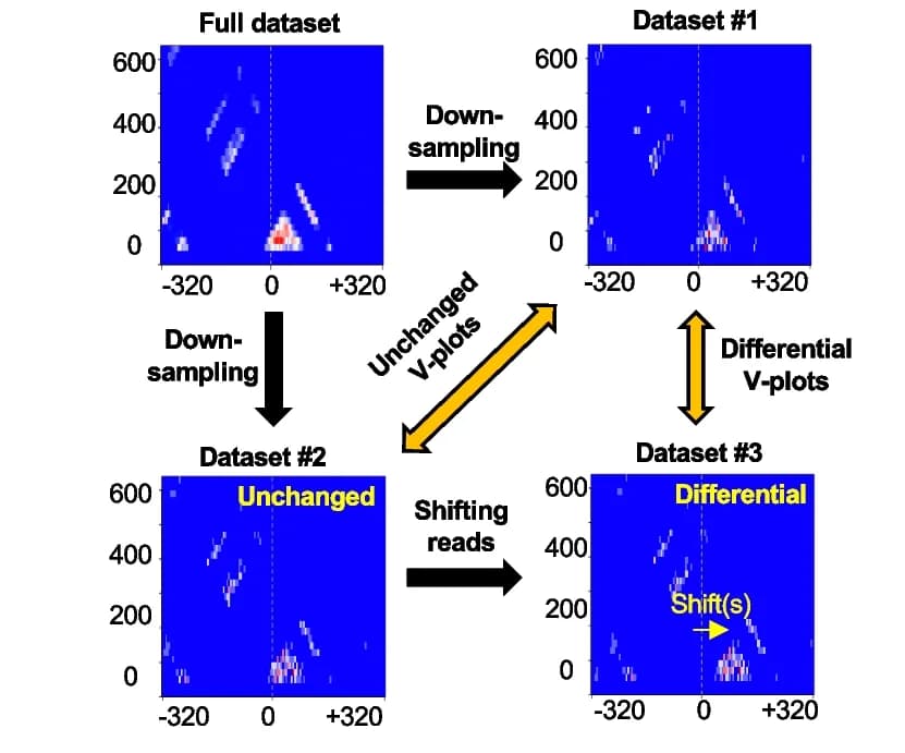 Open access visualization of Workflow, ATAC-seq, V-plot, Sequencing Reads