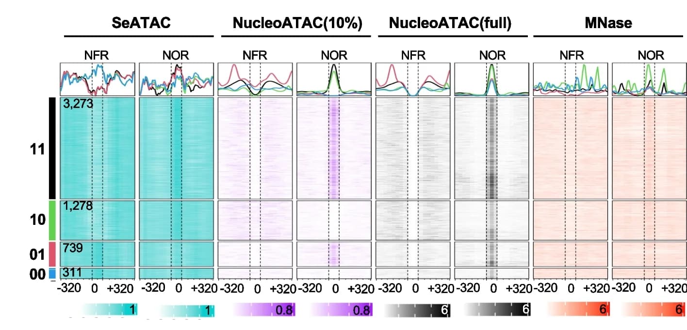 Open access visualization of Heatmap, Line Plot, Heatmaps, Nucleosome Density, NOR