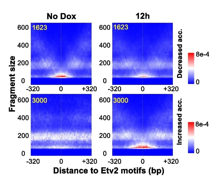 Open access visualization of Heatmap, Etv2 Binding Sites, Chromatin Accessibility, MEF Reprogramming, V-plot