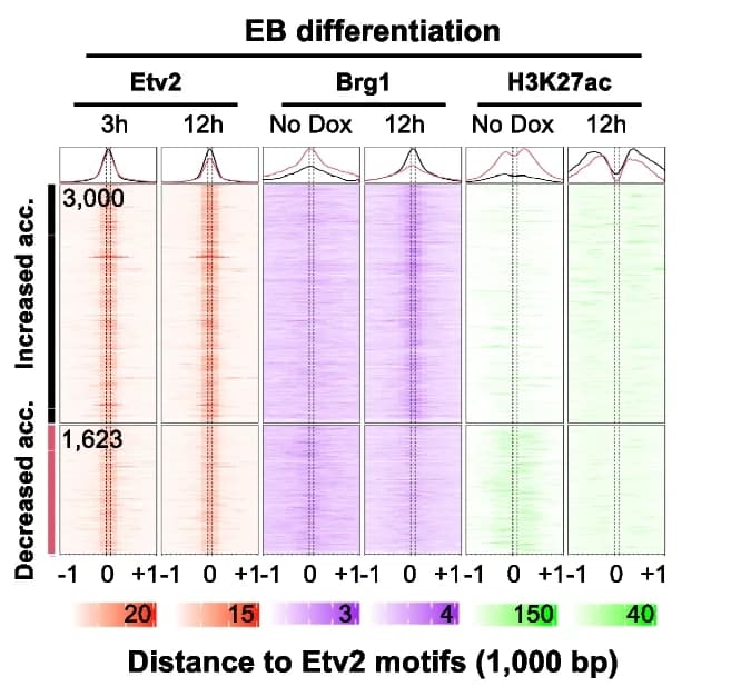 Open access visualization of Heatmap, Line Plot, Density Plot, Etv2, Brg1