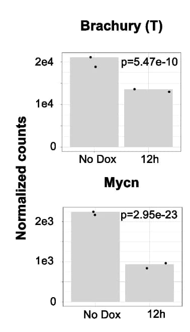 Open access visualization of Bar Plot, Brachyury, Mycn, Down-regulated, Etv2-induced Differentiation