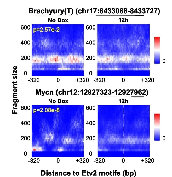 Open access visualization of Heatmap, Etv2 Motifs, Chromatin Accessibility, Promoter Region, TSS