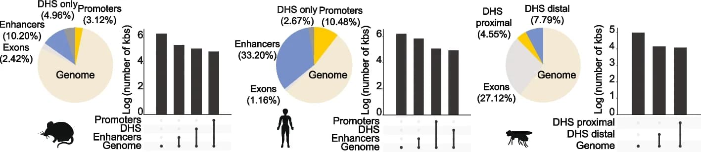 Open access visualization of Pie Chart, Bar Plot, Cis-regulatory elements, Animal genomes, Histone marks