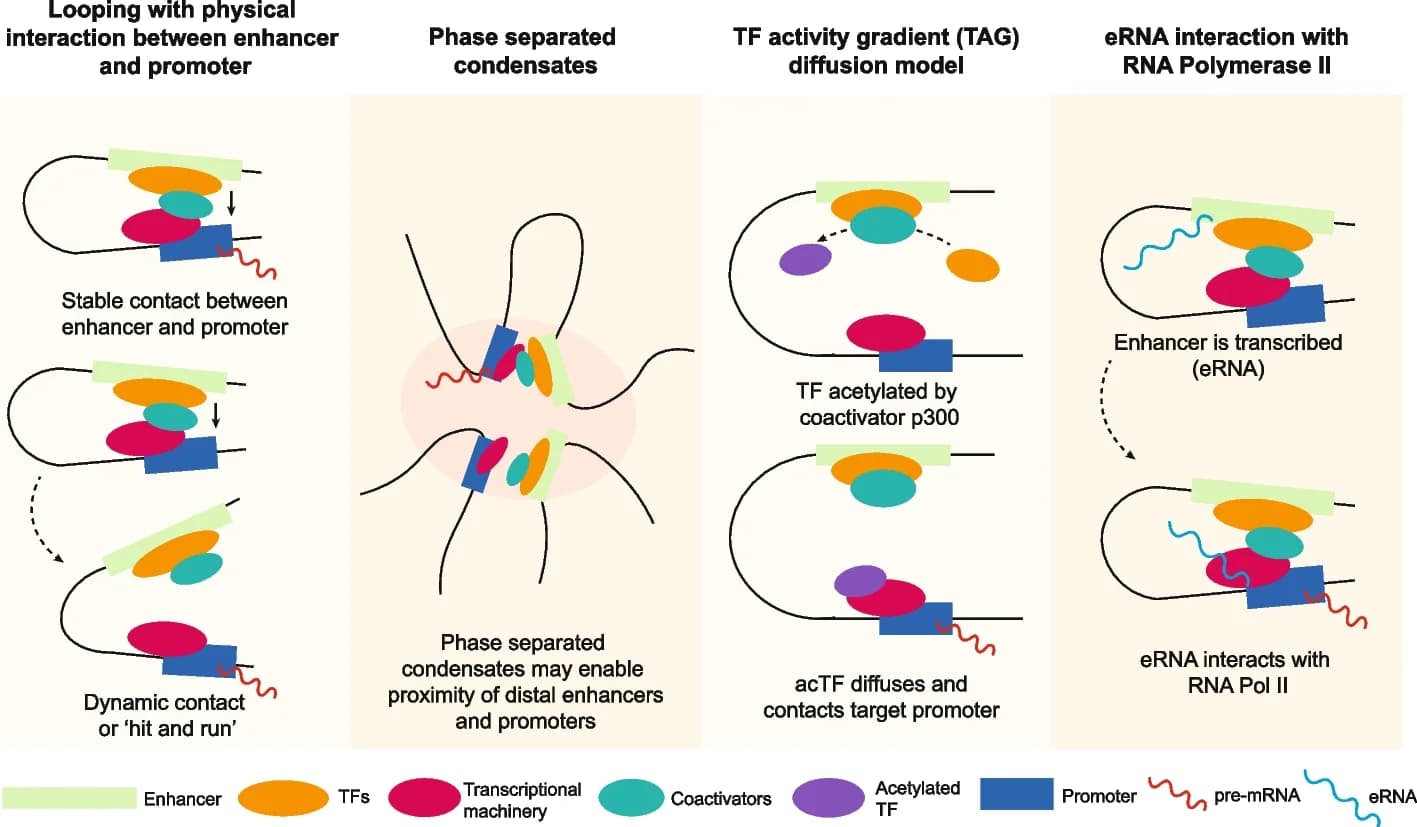 Open access visualization of Workflow, Illustration, Enhancer, Promoter, Looping