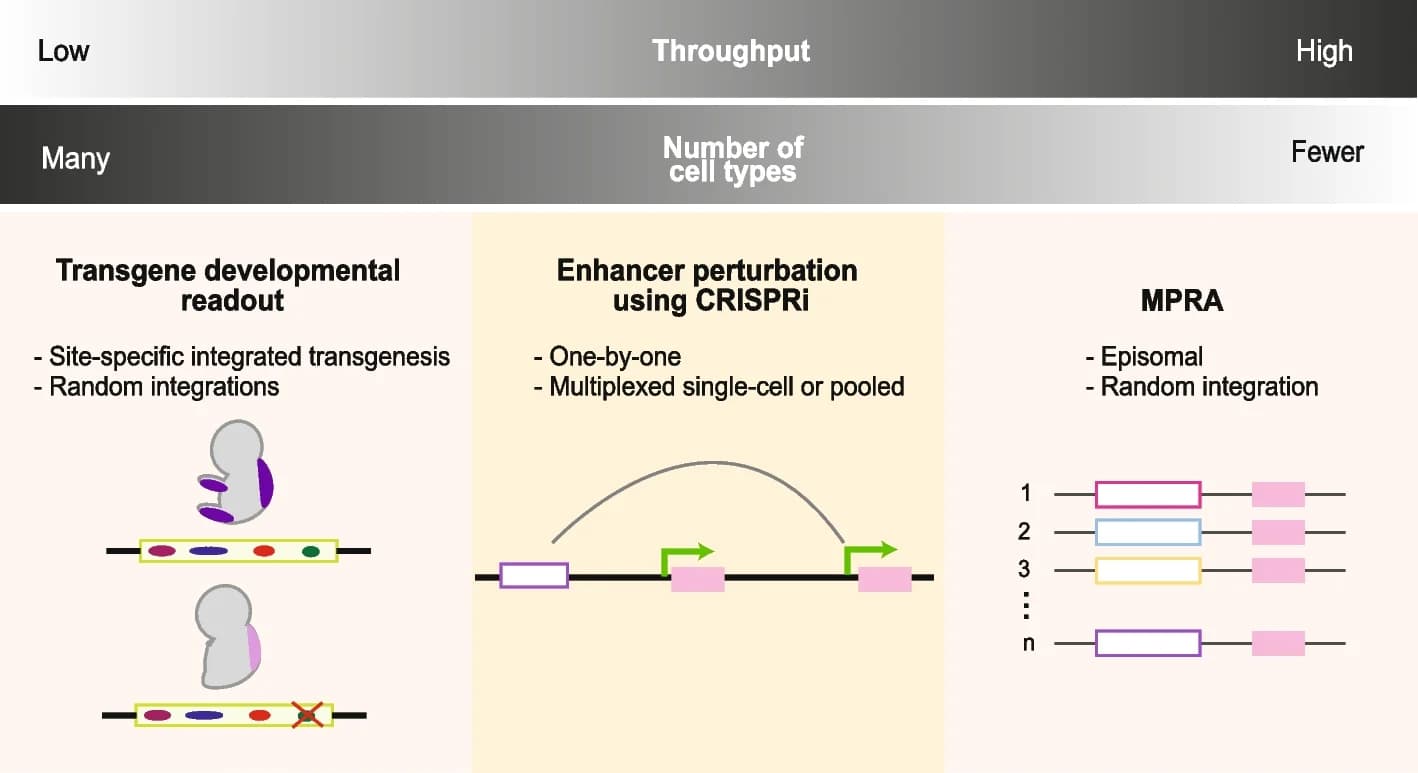 Open access visualization of Workflow, Illustration, Enhancer Activity, Transgenic Approaches, MPRA
