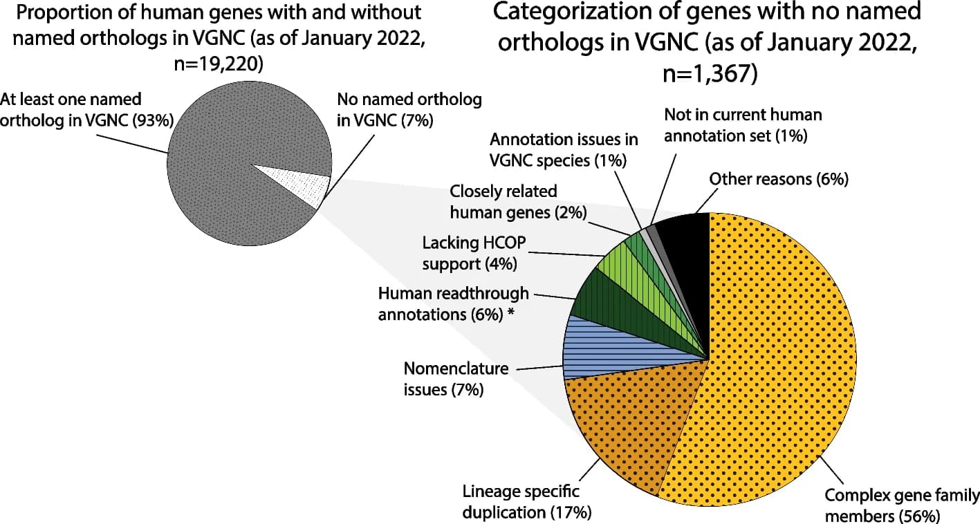 Open access visualization of Pie Chart, Human Protein-coding Genes, Orthologs, VGNC