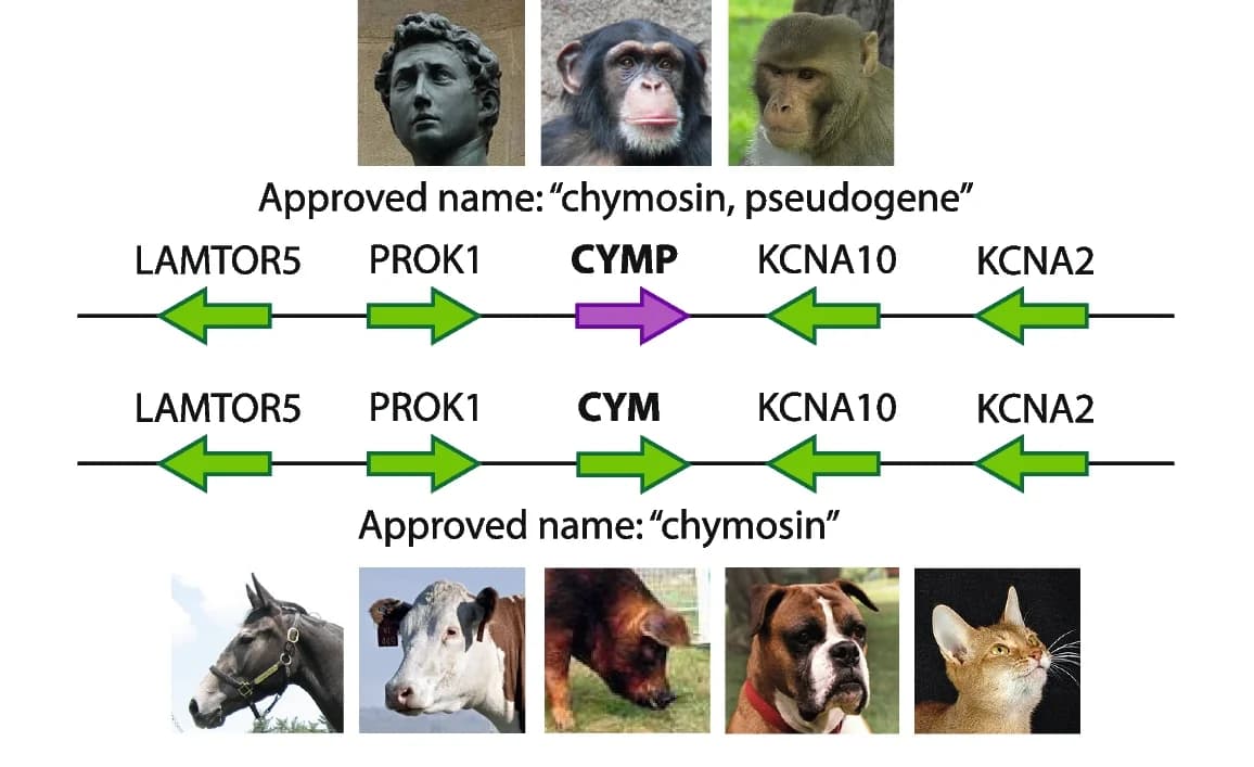 Open access visualization of Workflow, Illustration, Photo, VGNC orthologs, Human Pseudogenes