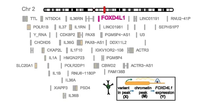 Open access visualization of Illustration, Mediation Scan Plot, caQTL Data, Causal Forward Model, Epigenetic Regulation