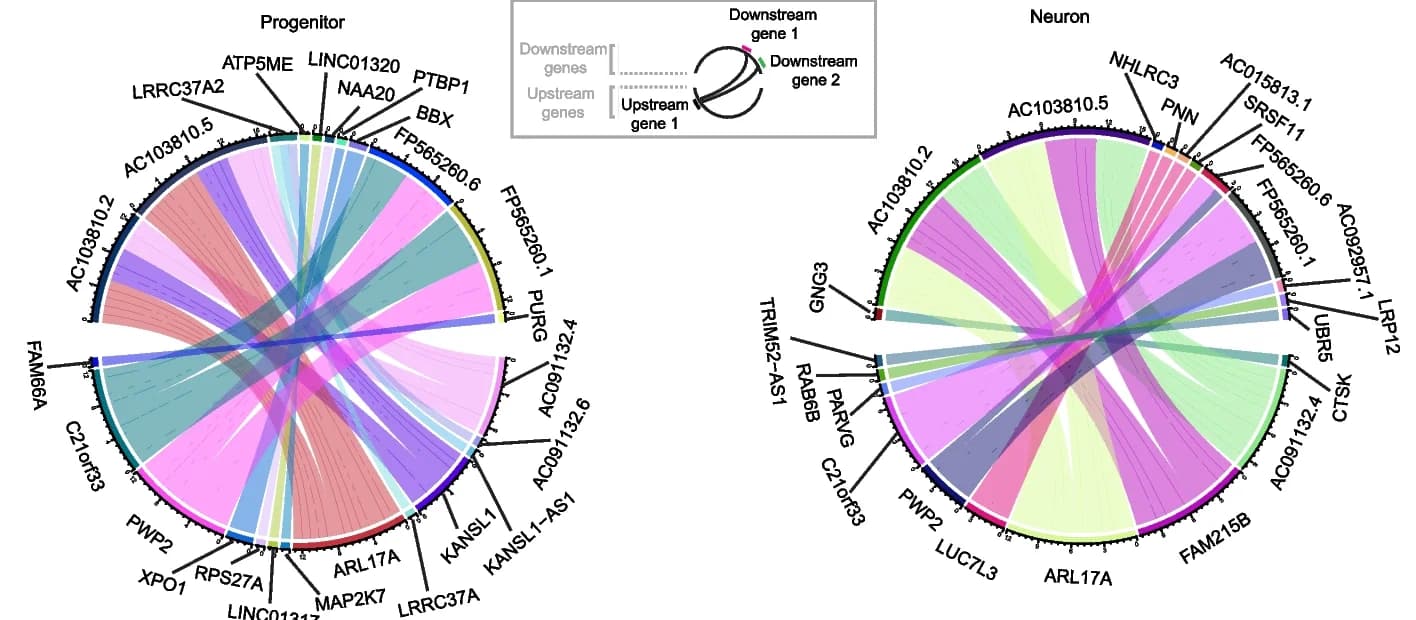 Open access visualization of Chord, Trans-Regulation, Progenitors, Neurons, Upstream Genes