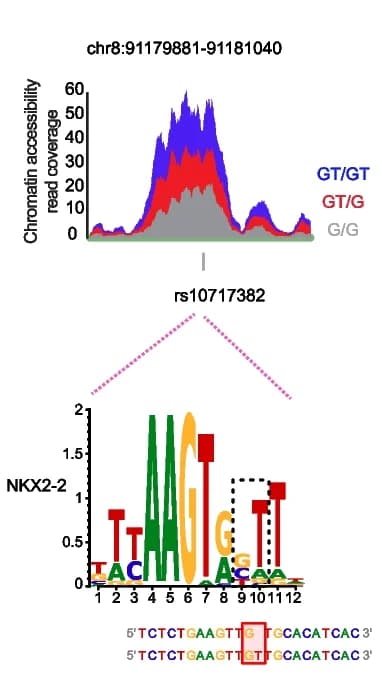 Open access visualization of Line Plot, Stacked Bar Plot, ATAC-seq, Chromatin Accessibility, Genotype