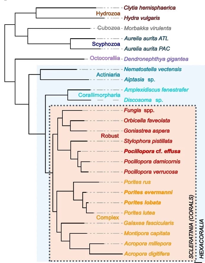 Open access visualization of Network, Pathway, Species Tree, Cnidarian Species, OrthoFinder