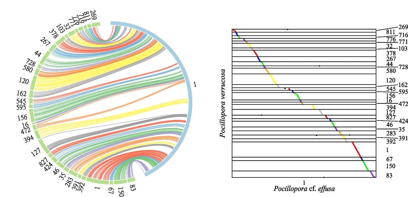 Open access visualization of Chord, P. cf. effusa, P. verrucosa, Synteny, Contig