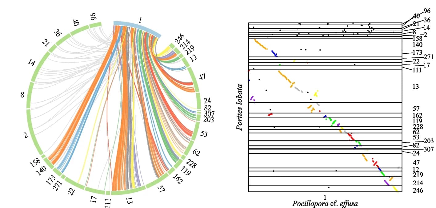 Open access visualization of Chord, Scatter Plot, P. cf. effusa, P. lobata, Synteny