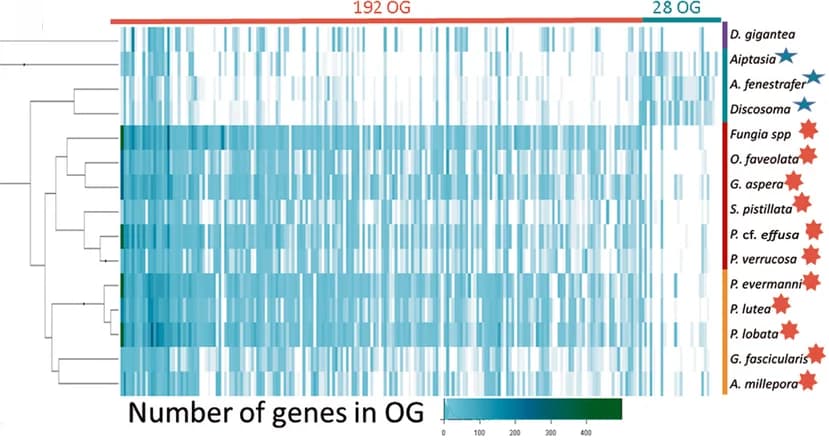 Open access visualization of Heatmap, Clustered, Gene Copy Numbers, Species, Orthogroups