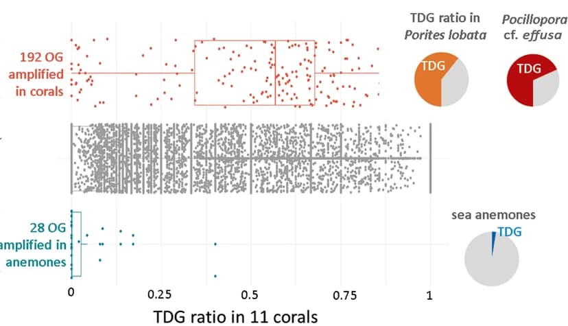Open access visualization of Scatter Plot, Box Plot, Pie Chart, TDG, Orthogroups