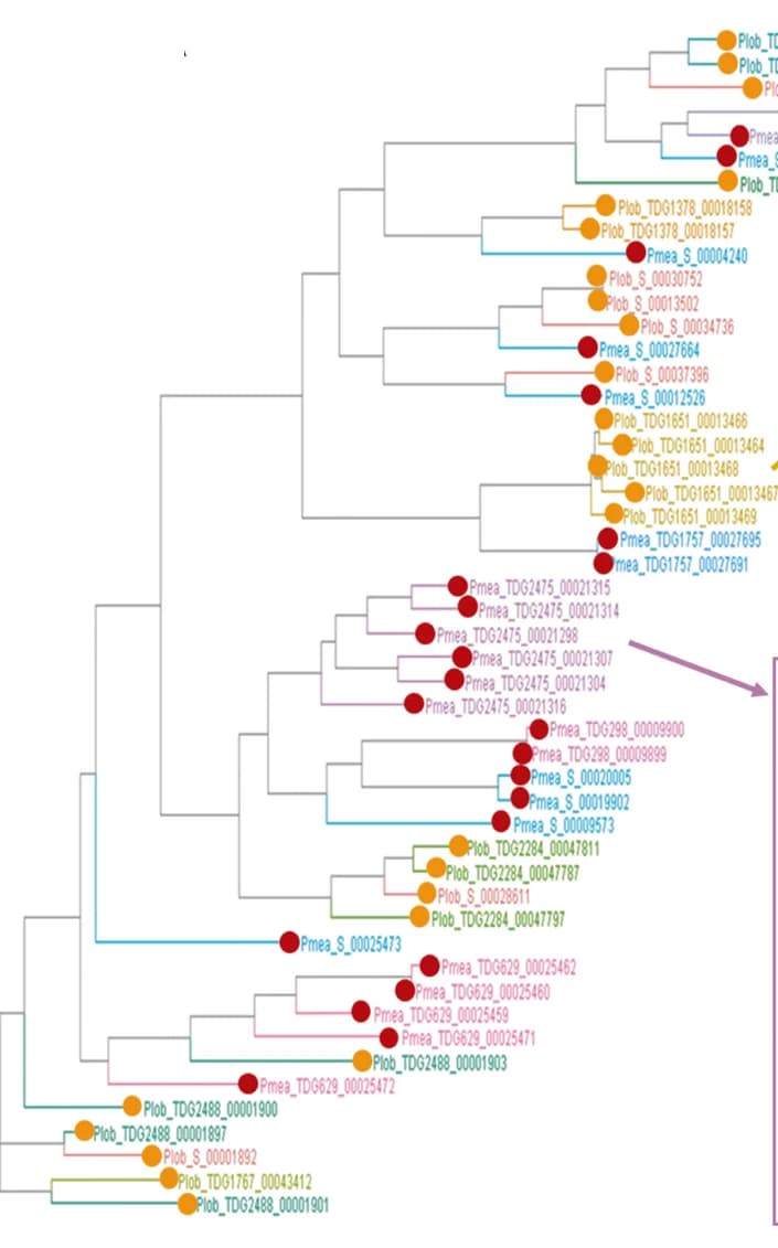 Open access visualization of Network, Pathway, Phylogenetic Tree, Proteins, Gene Clusters