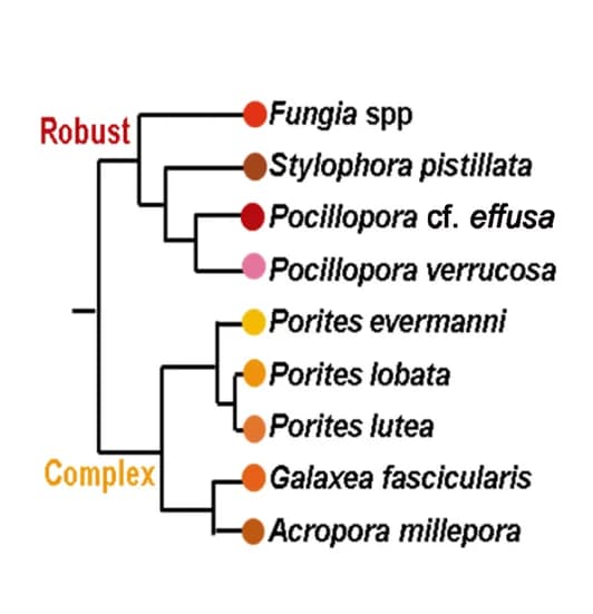 Open access visualization of Network, Pathway, Species Tree, Coral Species