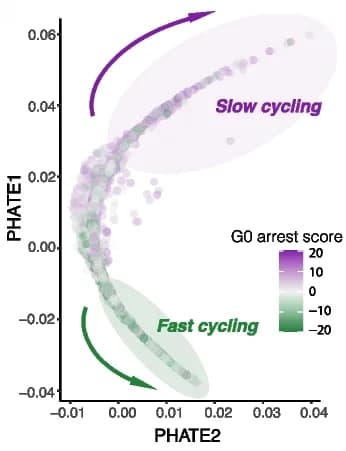 Open access visualization of Scatter Plot, PHATE plot, Proliferation, Cell Cycle Arrest, TCGA
