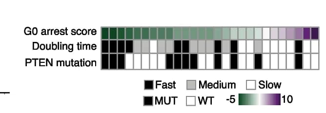 Open access visualization of Heatmap, G0 Arrest Scores, Cell Lines, Doubling Time, MCF7 Strains