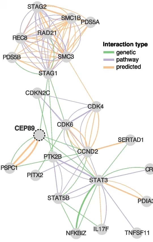 Open access visualization of Network, Pathway, CEP89, Cell Cycle Genes, Genetic Interactions
