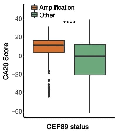 Open access visualization of Box Plot, CA20 Scores, TCGA, Primary Tumors, CEP89 Amplification