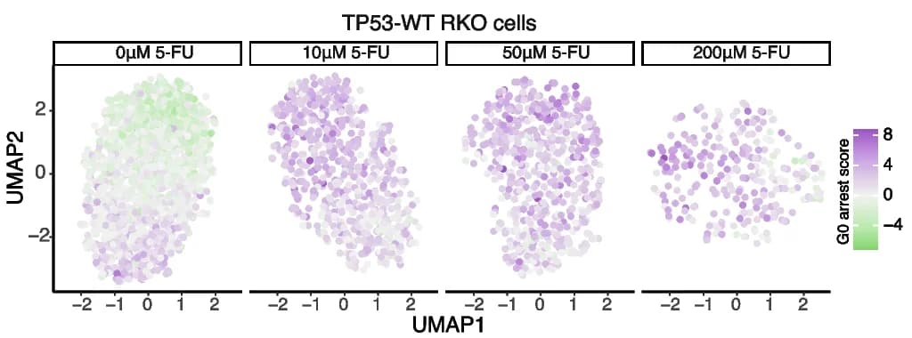 Open access visualization of Scatter Plot, UMAP, UMAP Plot, TP53-Proficient RKO, Colorectal Cancer Cell Line