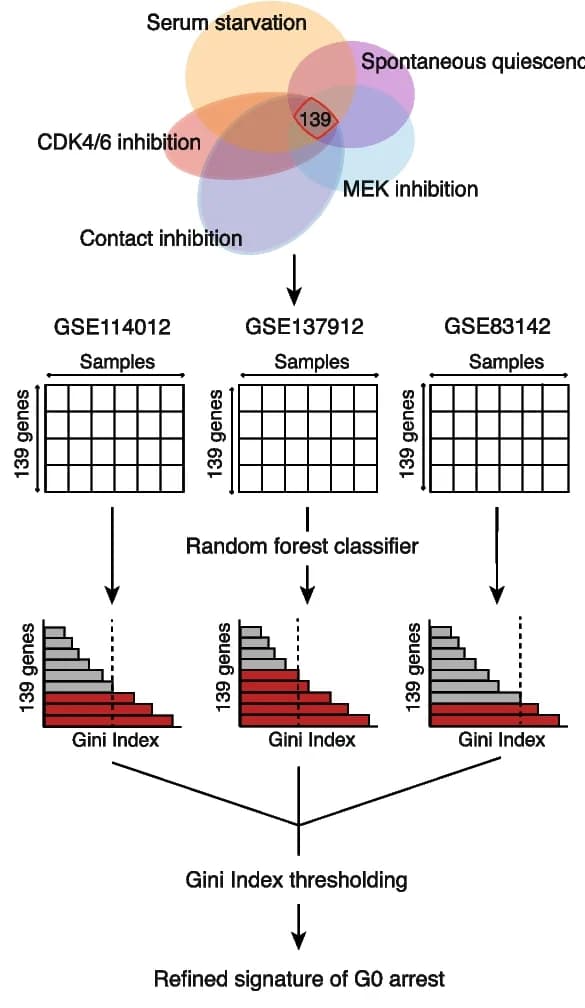 Open access visualization of Workflow, Venn Diagram, G0 Arrest, Gene Signature, Random Forest Classifiers
