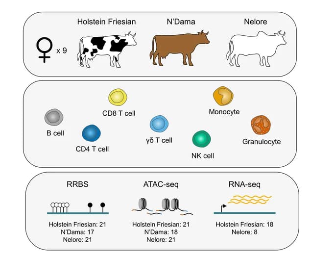 Open access visualization of Illustration, RRBS, ATAC-seq, RNA-seq, Holstein Friesian