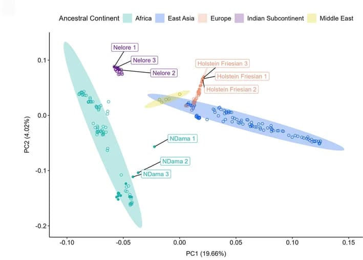 Open access visualization of Scatter Plot, PCA, Genotype data, Holstein Friesian, N'Dama
